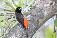 Ramphocelus costaricensis